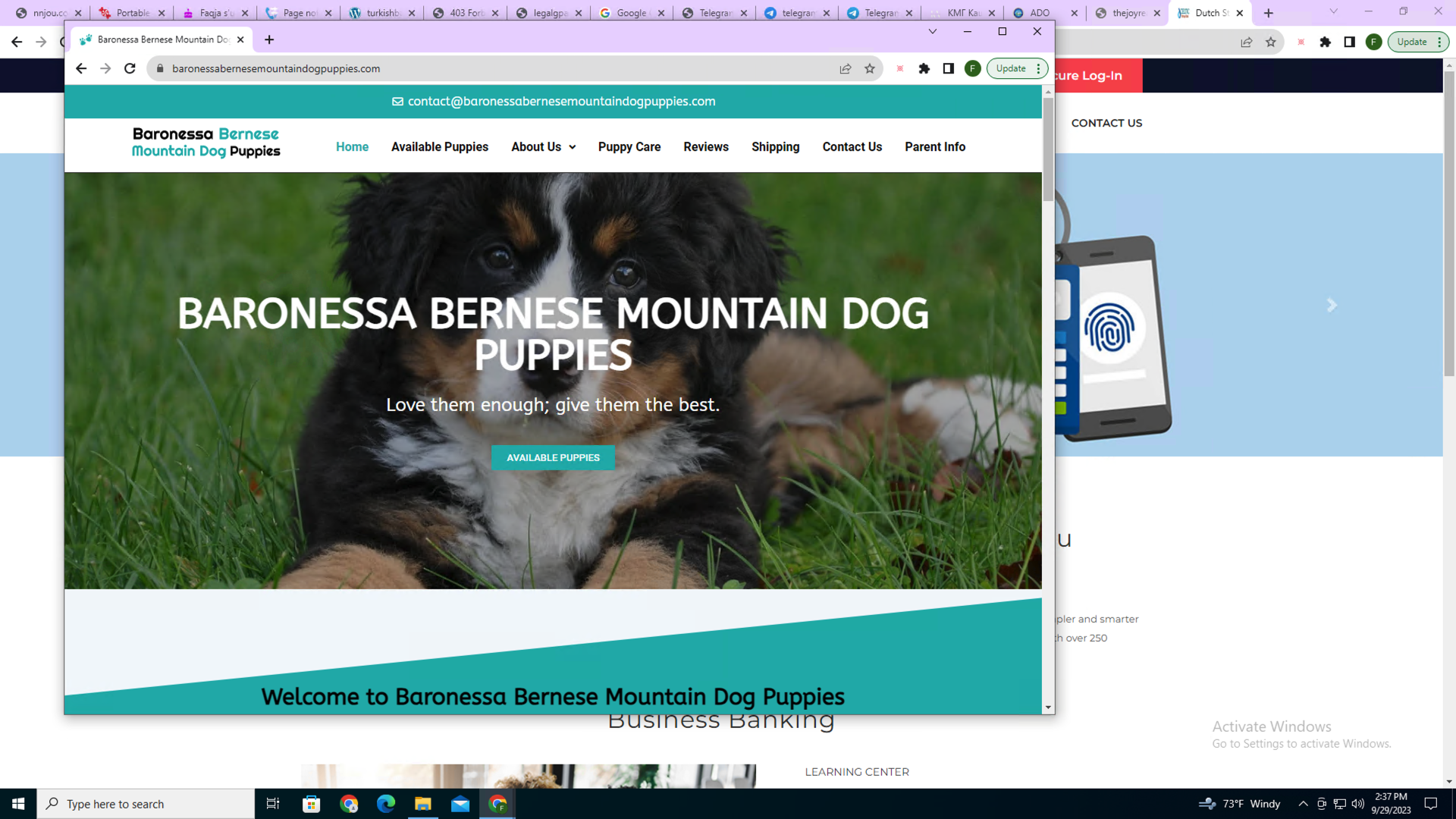 画像 1 は、バロネッサ バーニーズ マウンテン ドッグの仔犬の Web サイトのスクリーンショットです。バーニーズ マウンテン ドッグの仔犬の画像があります。入手可能な仔犬を表示するボタンがあります。メニュー オプションには、購入可能な仔犬、私たちについて、仔犬の世話、レビューなどが含まれています。